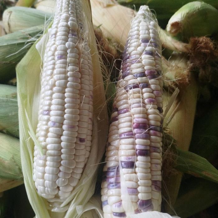 nww JAGUNG KETAN PUTIH UNGU|JAGUNG KETAN BATIK|JAGUNG KETAN 1 KG