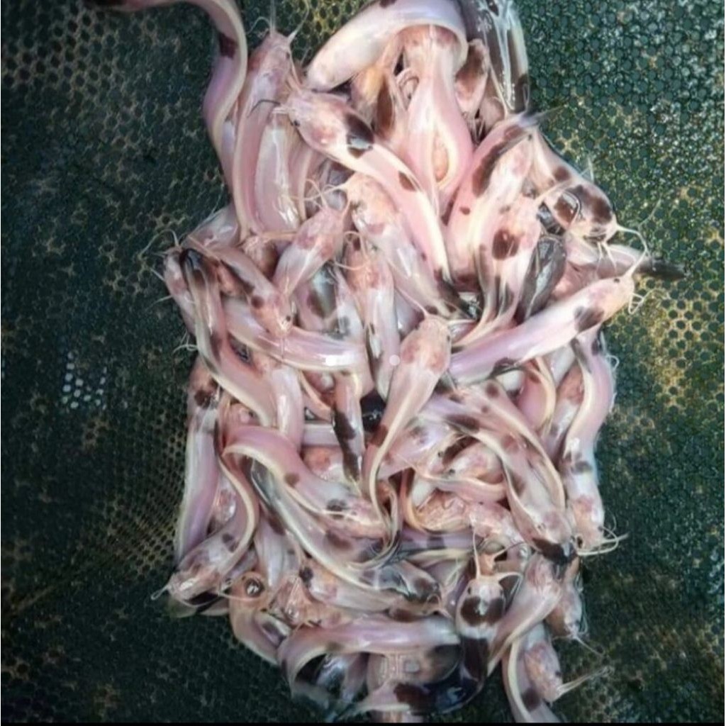 Bibit Ikan Lele Albino Putih ISI 5 PCS Totol Hitam / Ikan Hias 6-7 CM  Lele Albino Putih / Bibit Ika