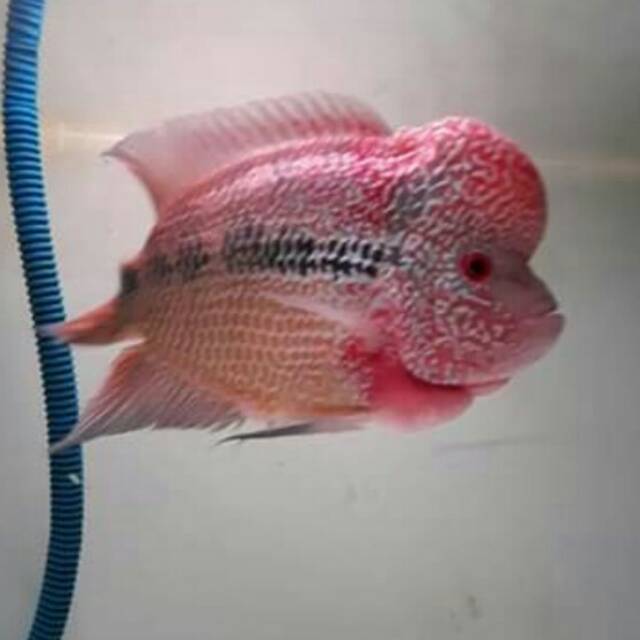 Burayak Ikan Louhan cencu ikan lohan cencu BURAYAK 3 SAMPAI 4CM