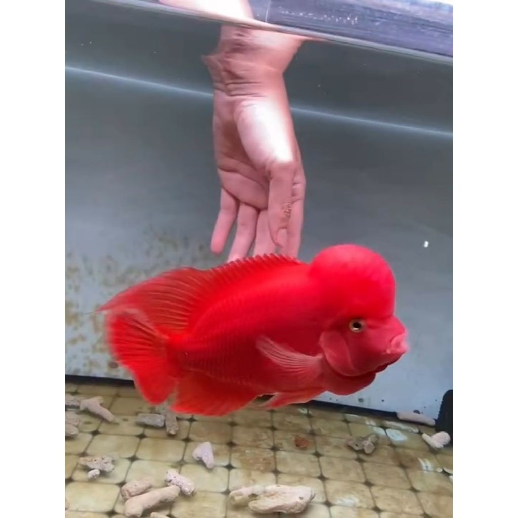 4/5cm Burayak Louhan SRM Super Red Monkey, Warna Merah Menawan, Kualitas Unggulan pilihan berkualita