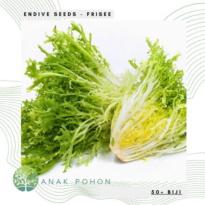 Ready Benih Bibit Biji - ENDIVE FRISEE Chicory Curly Endive Selada Endive Salad Leaf Seeds - IMPORT 