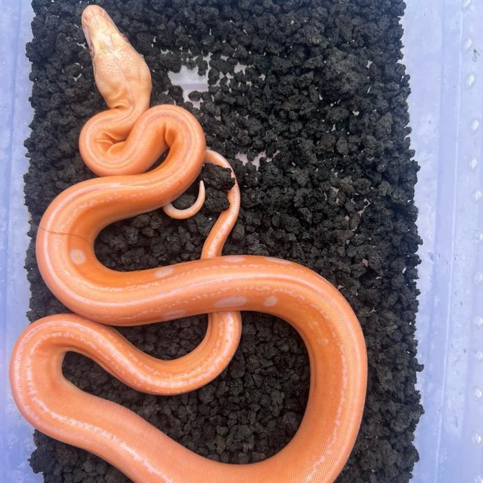 READY  GE Retic GC tiger albino white phase