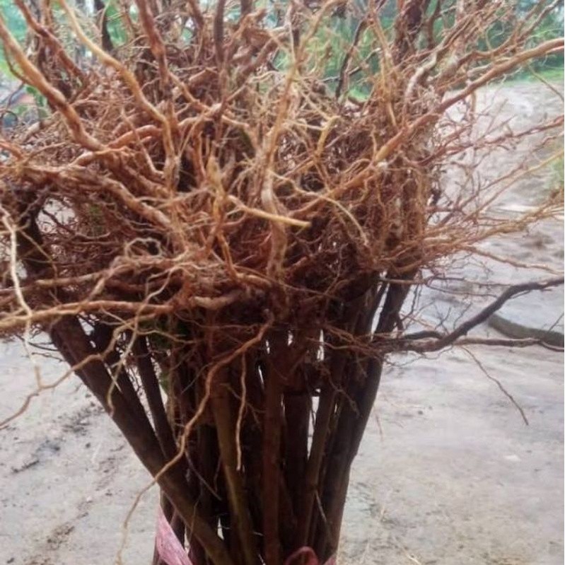 Akar Senggani Akar Harendong aquascape