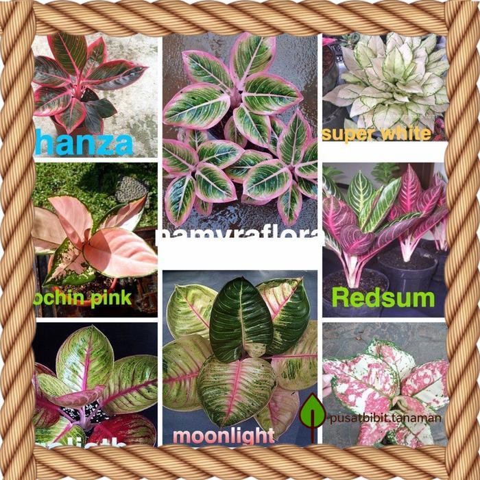 paketan 8 bonggol aglonema terbagus