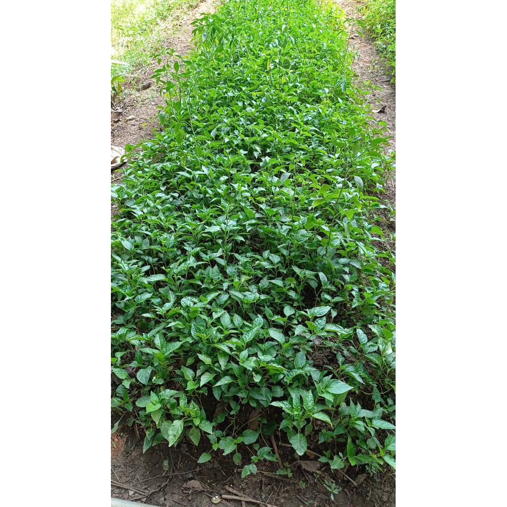 Bibit Cabe Rawit Setan Siap Tanam