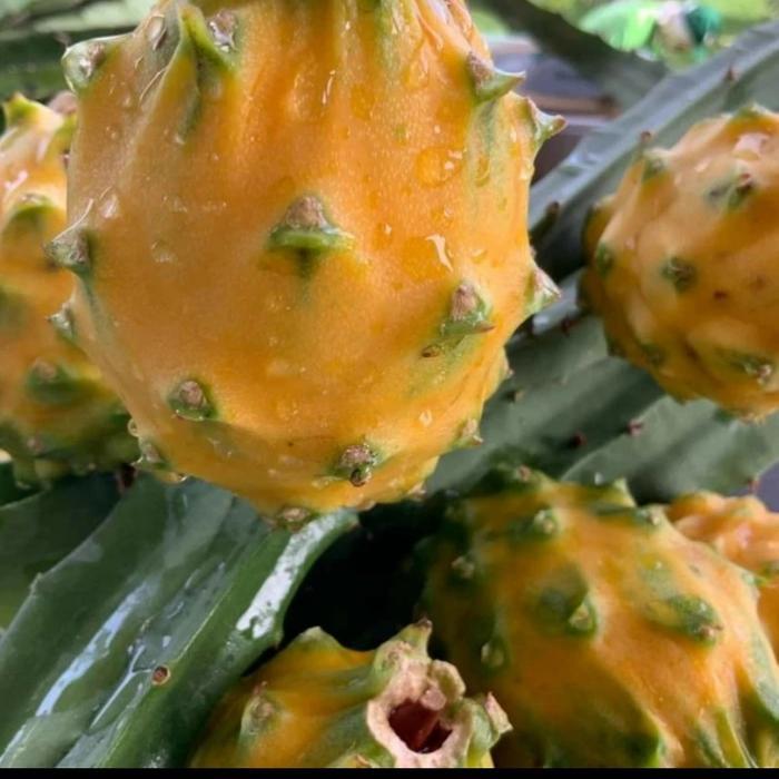 PROMO  Bibit buah naga kuning palora ekuador fresh stek - palora ecuador, 15-25cm