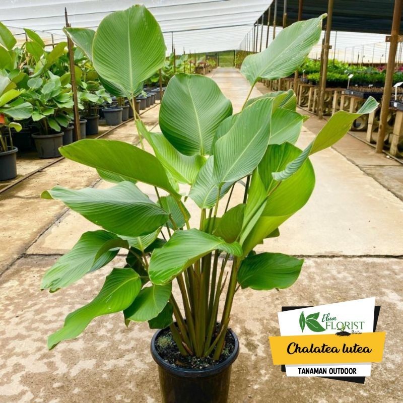 tanaman Calathea Lutea - Calathea pisang pisangan - lutea pisang - calathea bedak