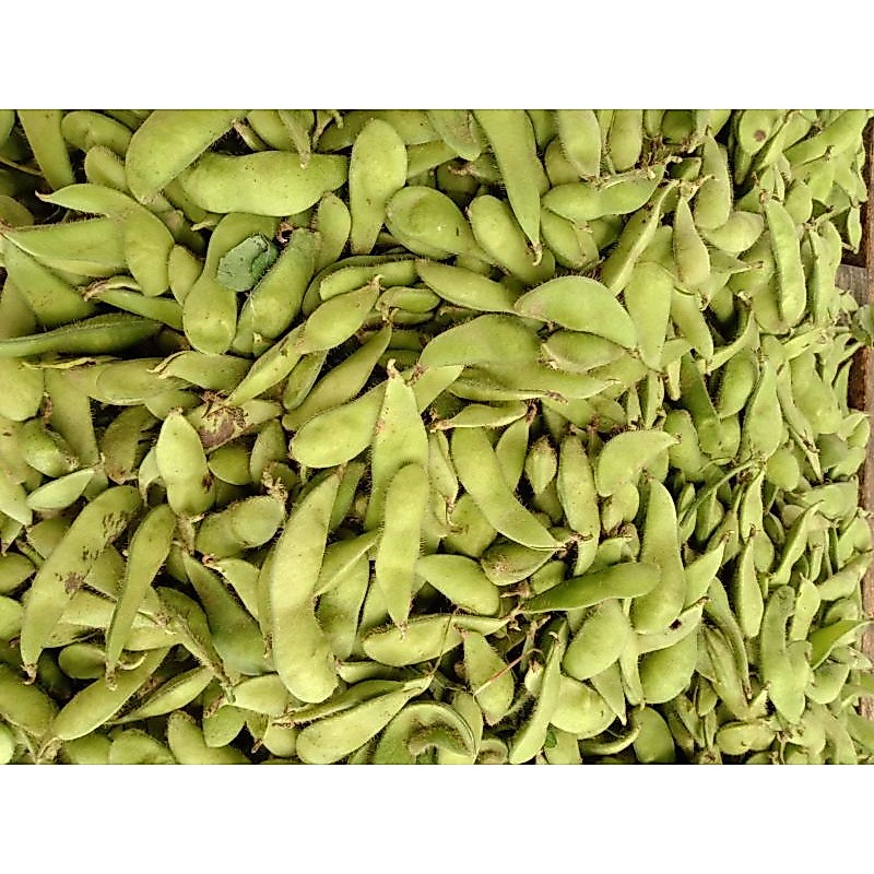 Kacang edamame