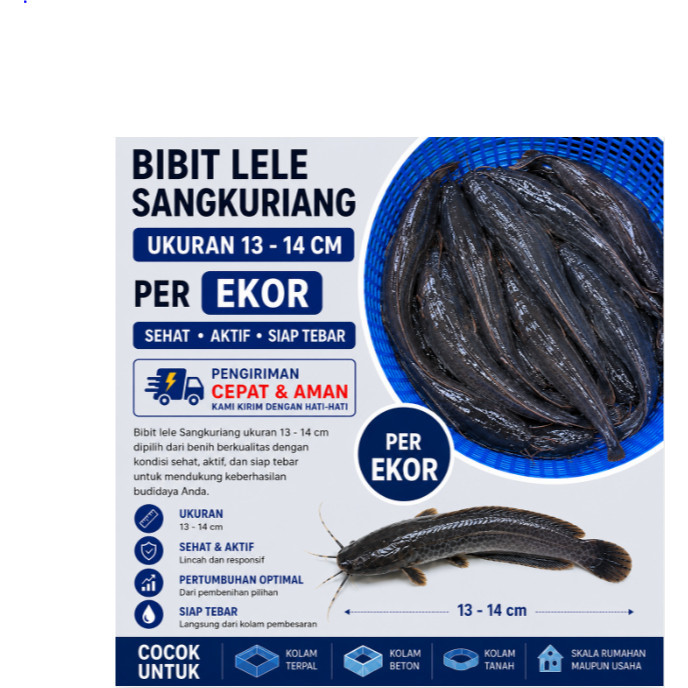 Bibit Lele Sangkuriang Ukuran 13–14 cm Per Ekor | Benih Lele Berkualitas Unggul Siap Tebar/ bibit ik