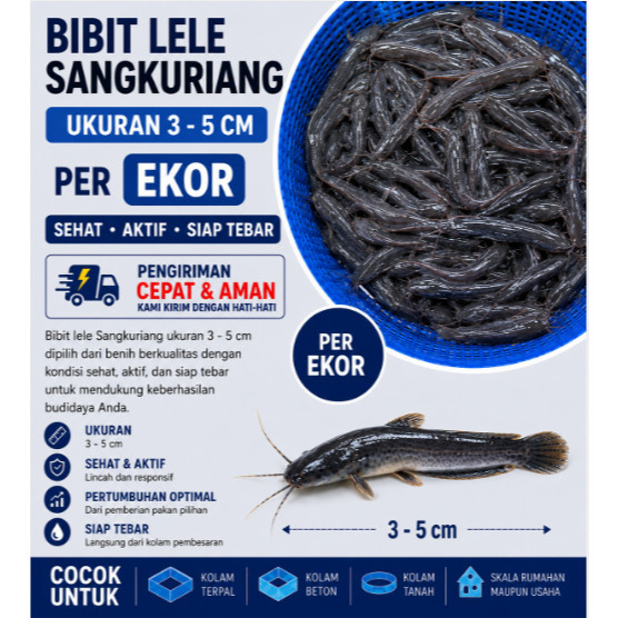 Bibit Lele Sangkuriang Ukuran 3–5 cm per Ekor | Benih Lele Sehat, Aktif, dan Berkualitas untuk Budid