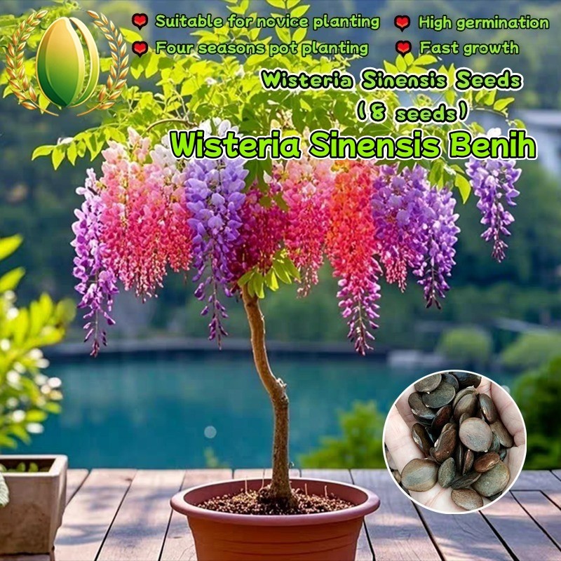 8 Buah Biji Wisteria Sinensis Campuran Untuk Menanam Bunga, Tanaman Wisteria Bonsai, Biji Bunga Wist