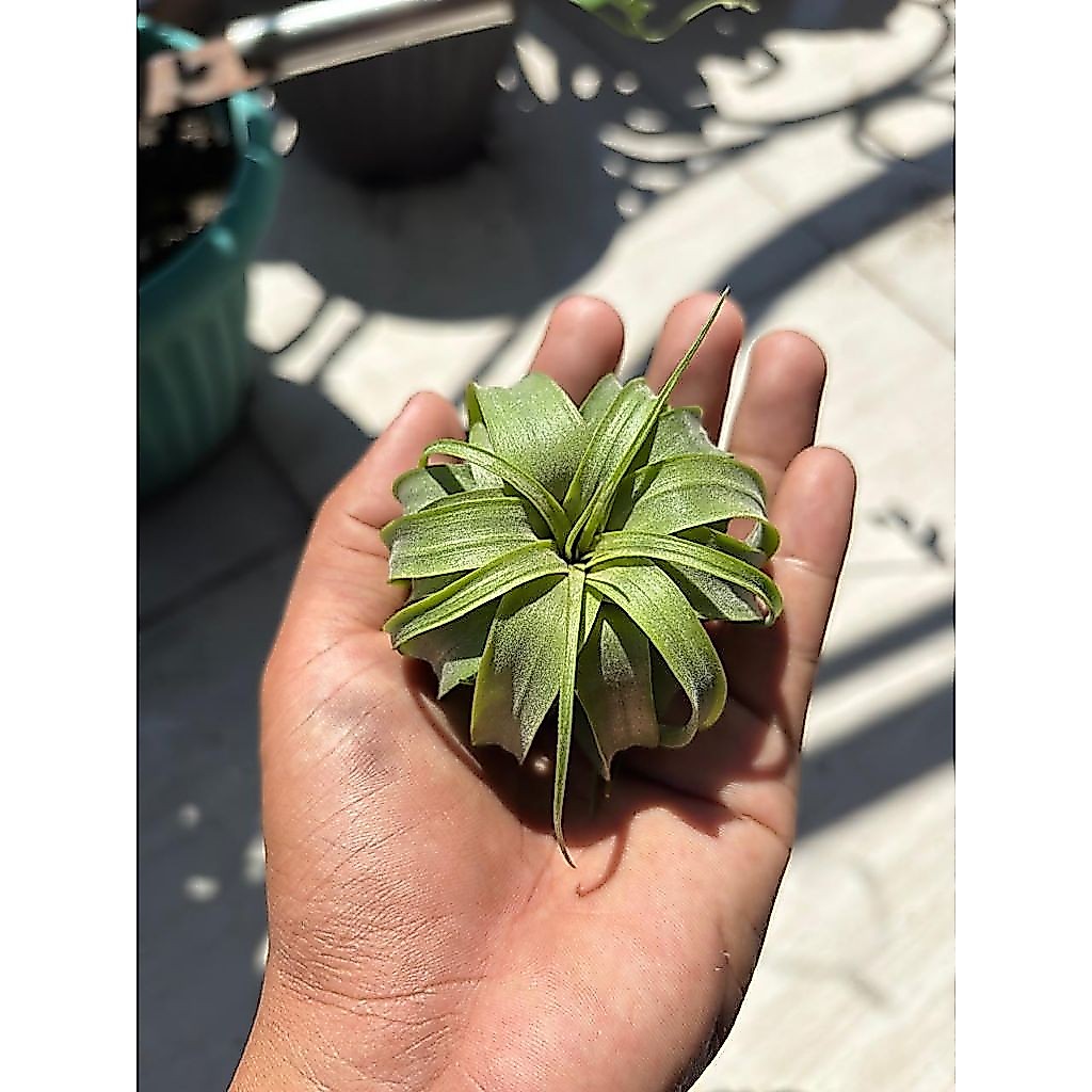 Tillandsia Eric Knobloch sesuai video