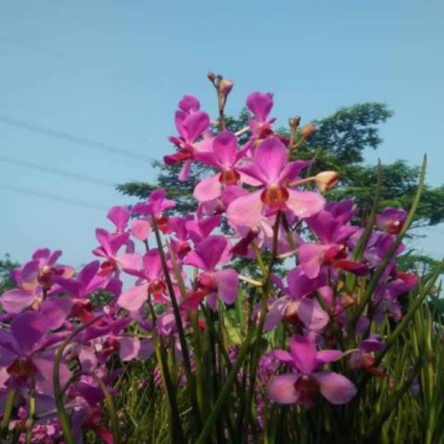Anggrek tanah Vanda Douglas dewasa belum spike