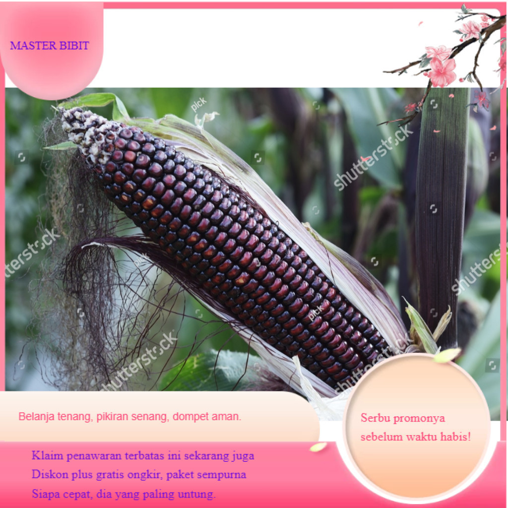 Benih jagung ketan hitam