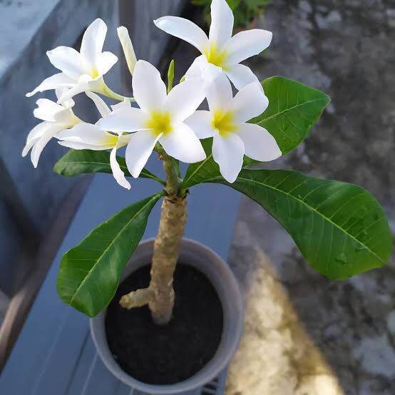 (COD BAYAR DI TEMPAT) pohon kamboja bali bunga PUTIH / bibit Kamboja bali bunga putih