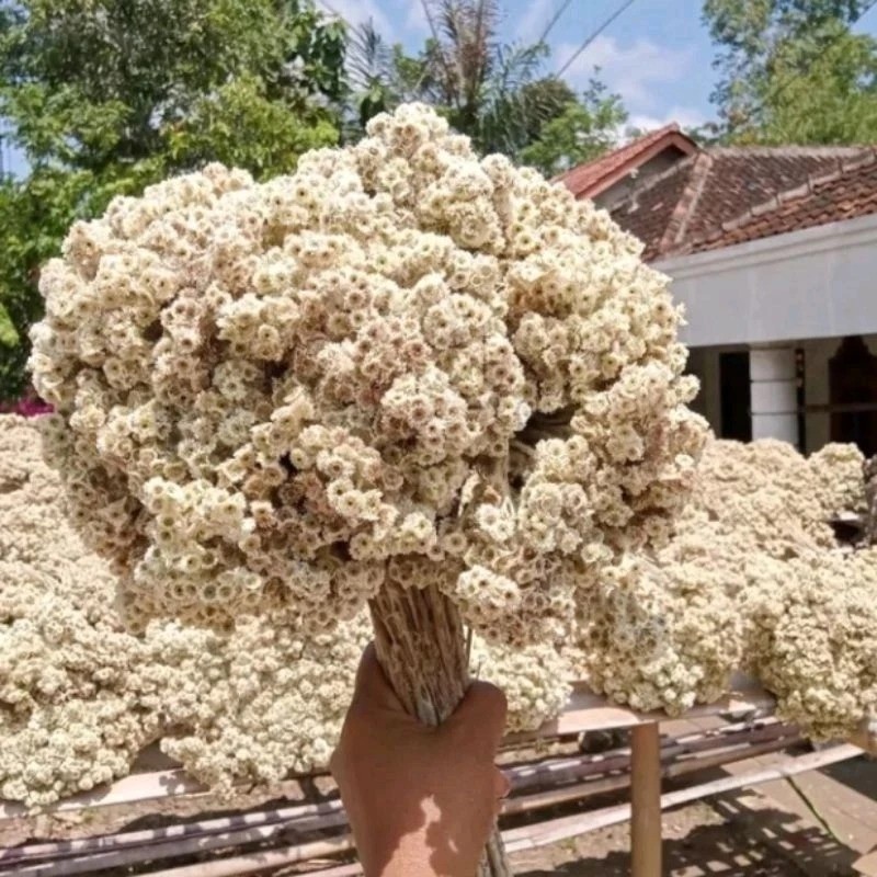 PARSFLOWERS Bunga Bromo Edelweis Sedang 50 Gram Bunga kering edelweis Bromo budidaya asli bromo