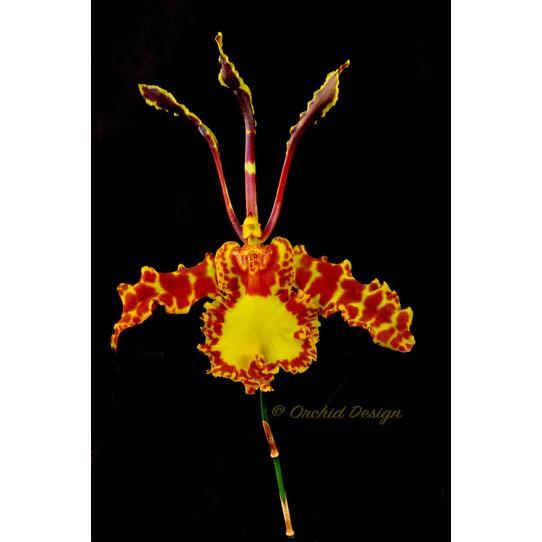 Anggrek Oncidium Dewasa Siap Berbunga Psychp. Mariposa 'Green Valey' - Dewasa