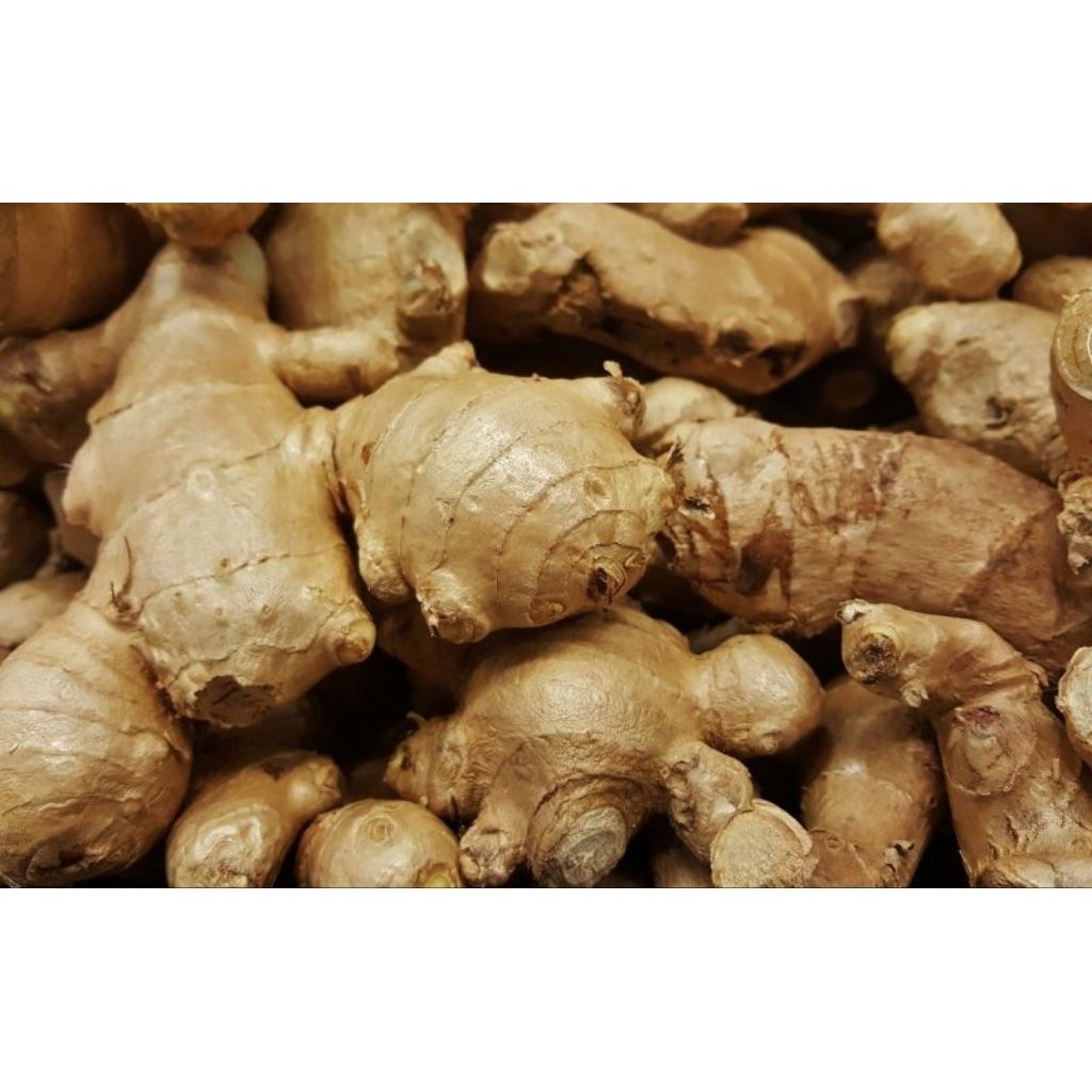 jahe gajah 1 kg, jahe gajah alami, jahe basah 1 kg