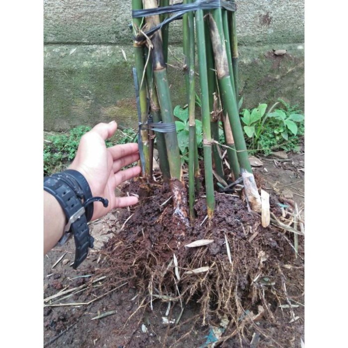 bambu cina tanaman bambu cina tanaman hias bambu cina bambu cina Bambu cendani bambu cina  hias ting