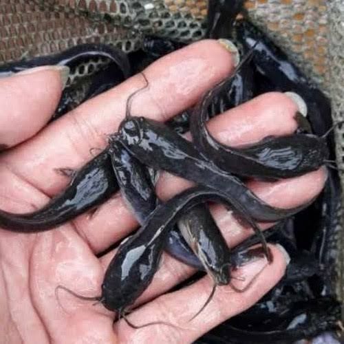 Bibit lele ukuran 8  -  9 cm per 1000 ekor di bandung/ bibit ikan / benih ikan / bibit ikan lele / b