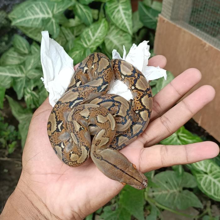 TERLARIS Beby reticulatus python / ular sanca anakan.