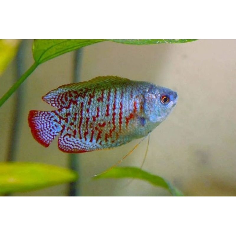 Dwarf Gourami / Sepat Ralis alius