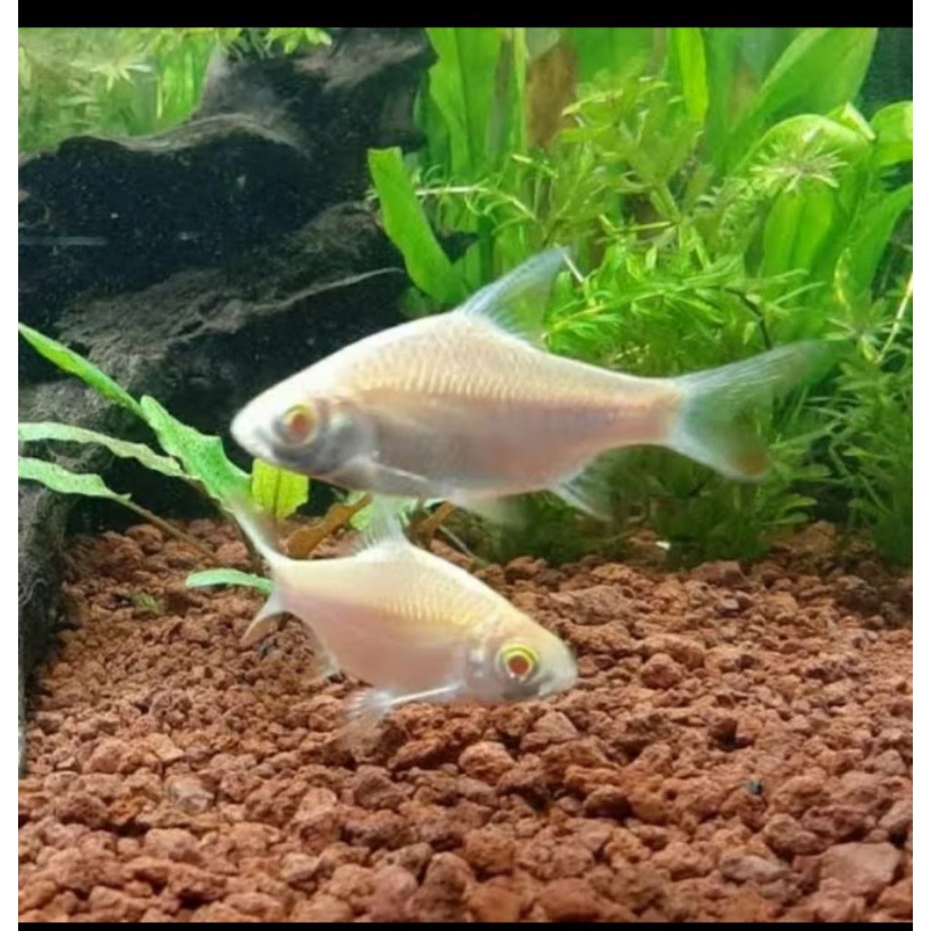 hiasan akuarium kafiat albino Isi 2 pcs 6-8 cm