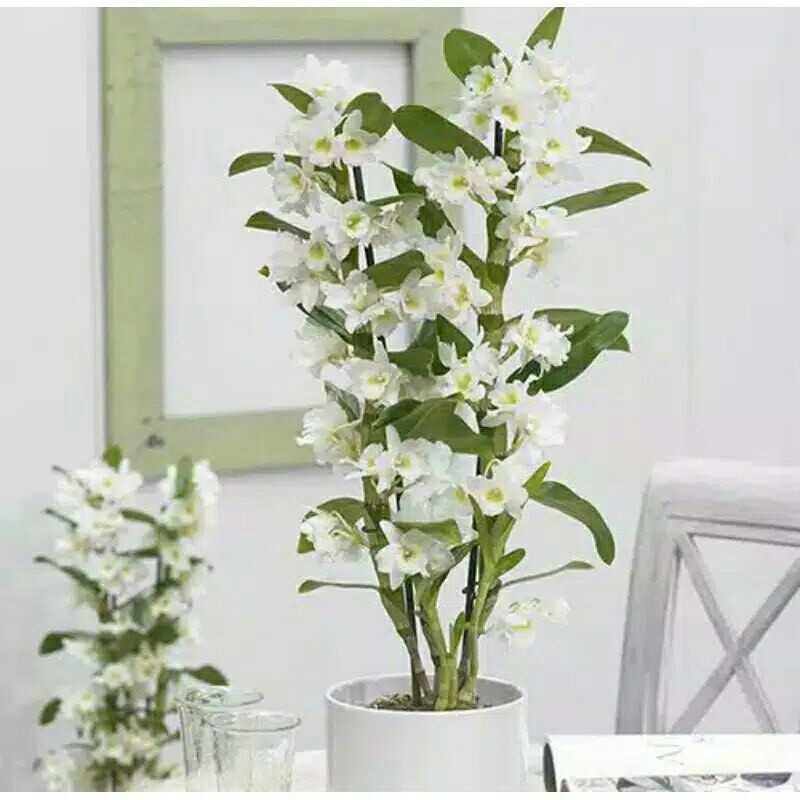 SEEDLING ANGGREK DENDROBIUM NOBILE WHITE