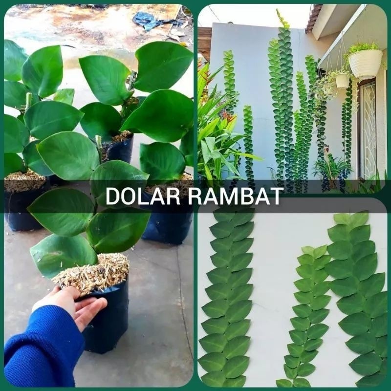 Tanaman Hias Merambat DOLAR BESAR/Tanaman Penghias Tembok