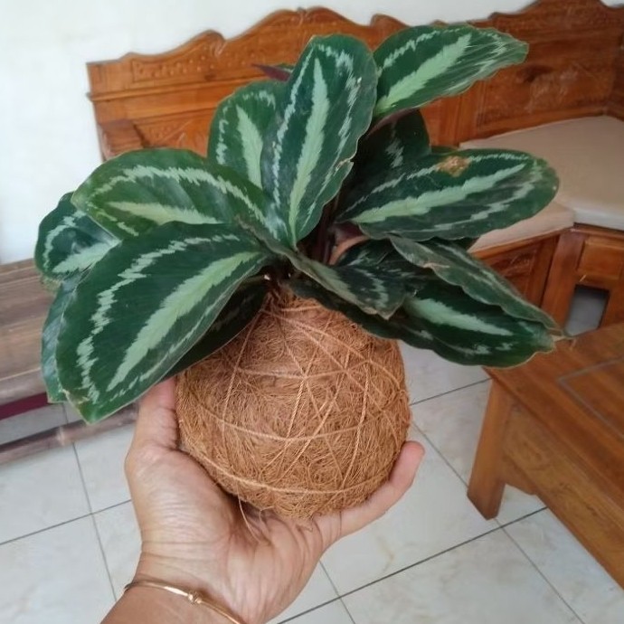 Tanaman Hias KOKEDAMA peace Lily Back Silver Ficus dengan media tanam Serabut kelapa
