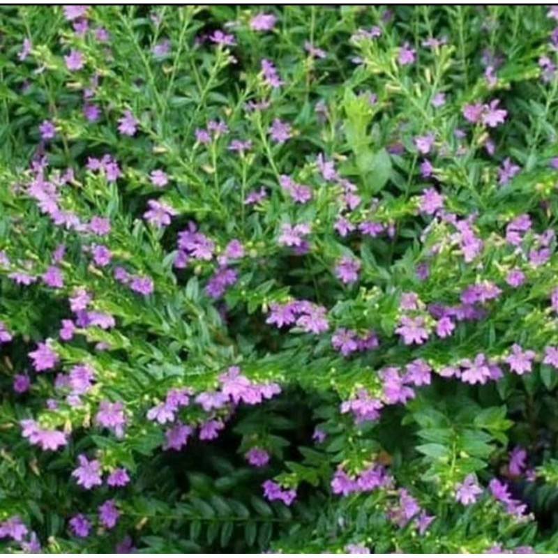 Tanaman Hias Taiwan Beauty Bunga Hidup Dalam Pot