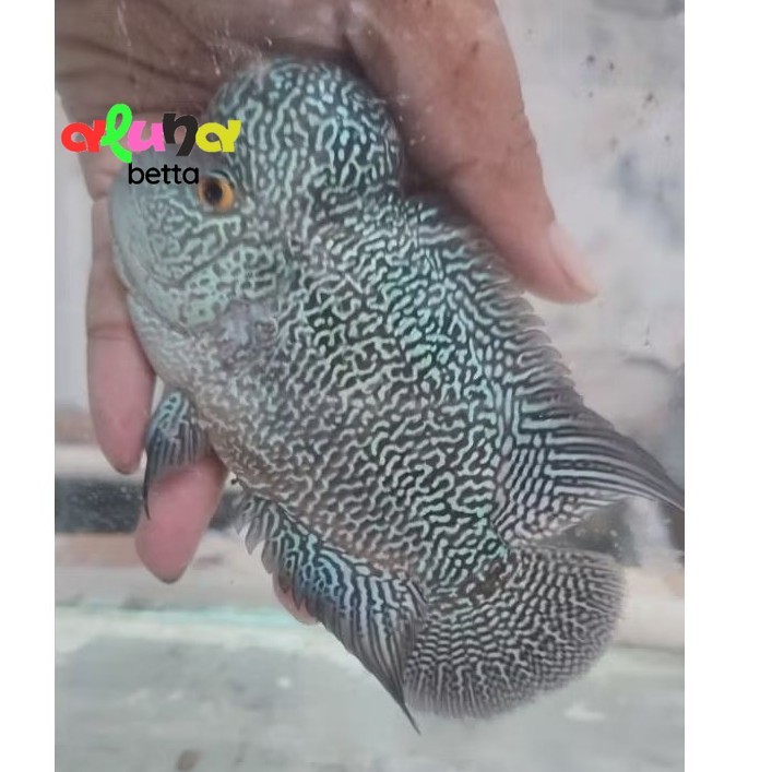 Burayak Louhan Cencu Plastik 3-5cm Grade A mutiara banyak