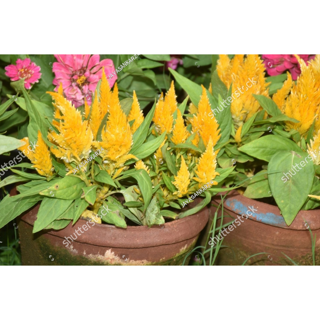 PLB bibit Biji Benih Bunga Celosia