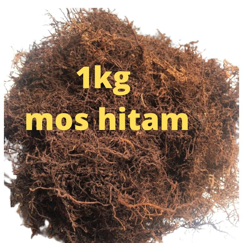 Baru mos hitam asli media anggrek 1kg