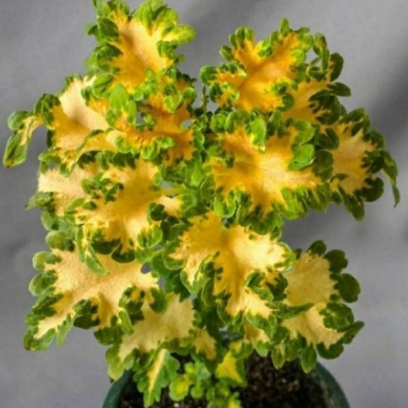 ( BISA COD ) TERMURAH Tanaman Hias Miana Ekor Naga / Bunga Hias Miana Ekor Naga / Tanaman Hidup Mian