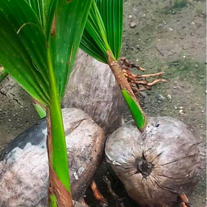 bahan bonsay kelapa minion sudah di kupas