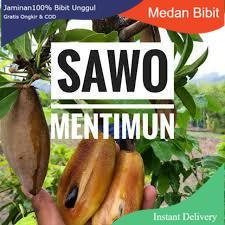 Bibit Buah | Sawo Mentimun |Bibit Cangkok I jaminan cepat Berbuah