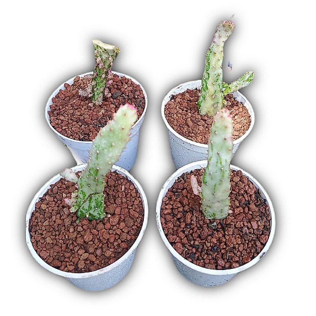 Opuntia monacantha variegata