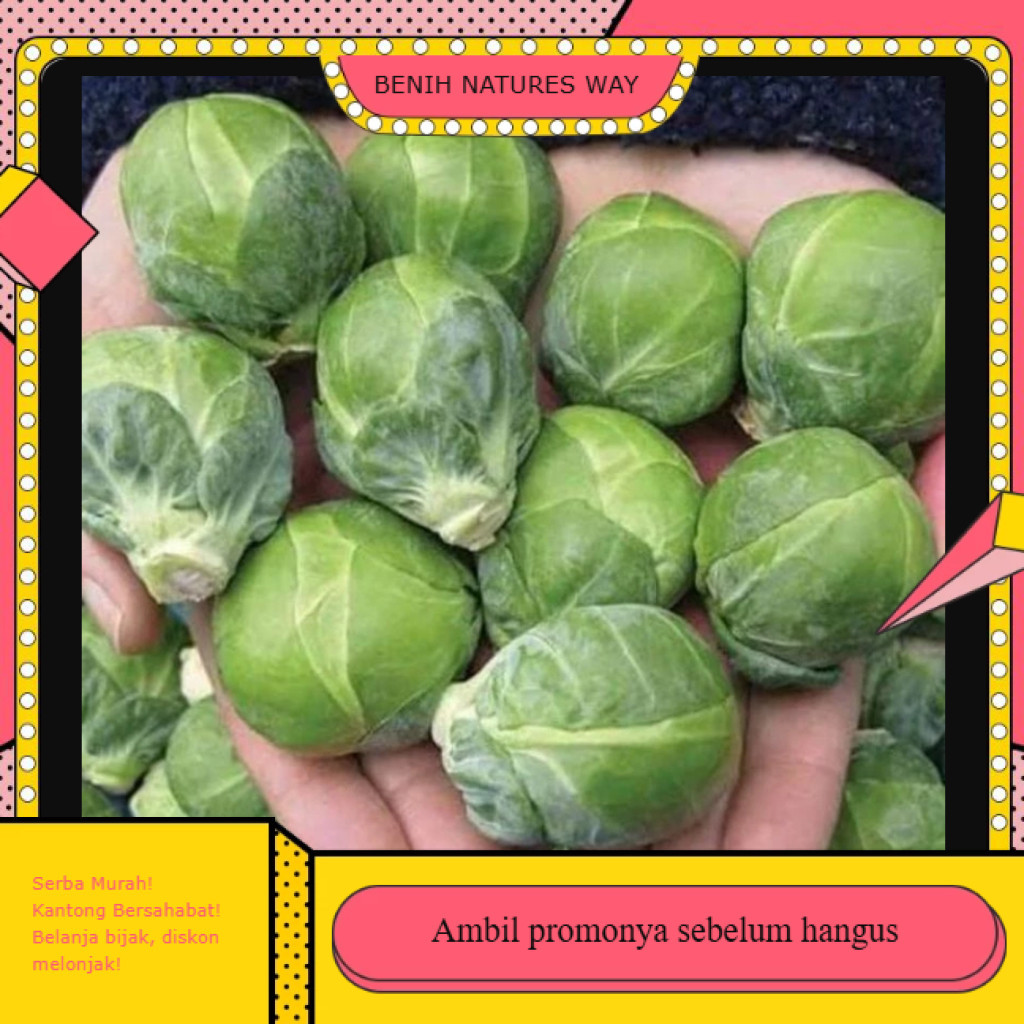 BN123 Benih  bibit Kubis Mini