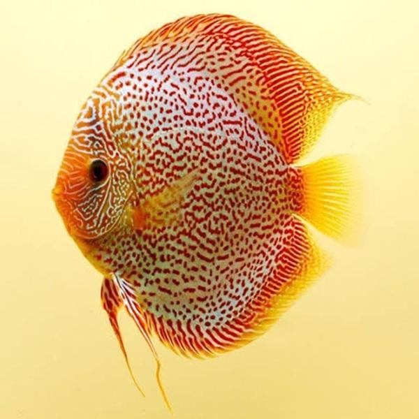 Ikan Discus Leopard Snake Skin 4 inch | Kualitas Premium