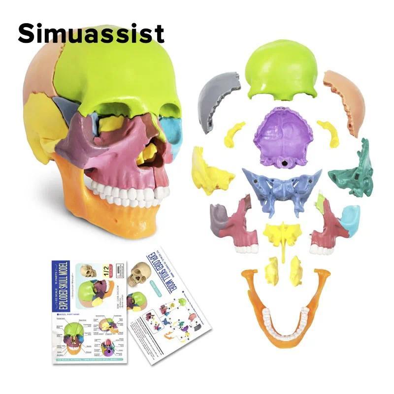 15PCS/SET 4D sassembled Color Mini Skull Anatomy Model Human Anatomy Skull Puzzle Mecal Teaing Tool
