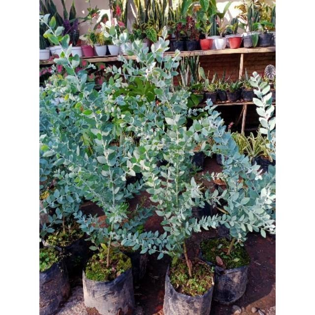 Tanaman Bunga Silver Dollar - Bibit Tanaman Daun Memusa - Tanaman Eucalyptus Cinerea Silver Dekorasi