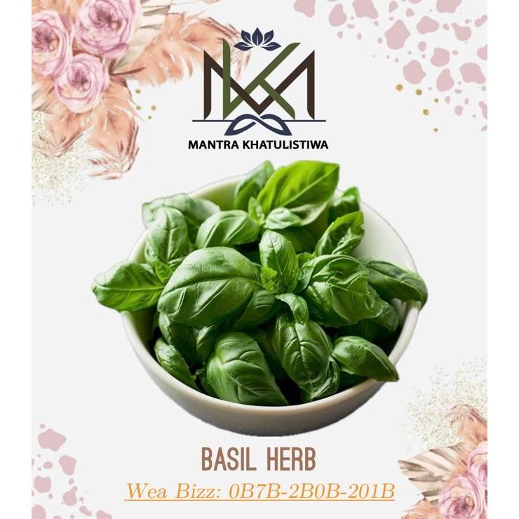 DAUN BASIL SEGAR ITALIAN BASIL LEAVES HERB FRESH