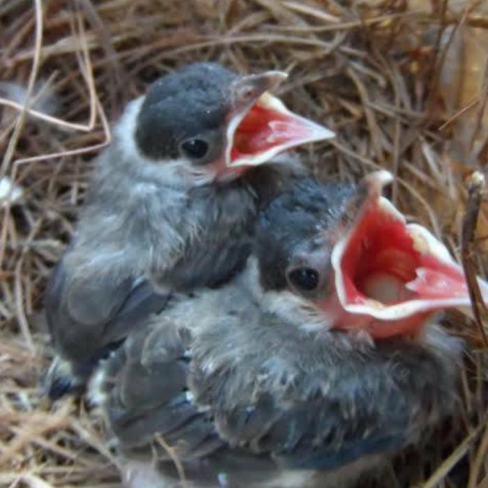 CS burung kutilang anakan loloh