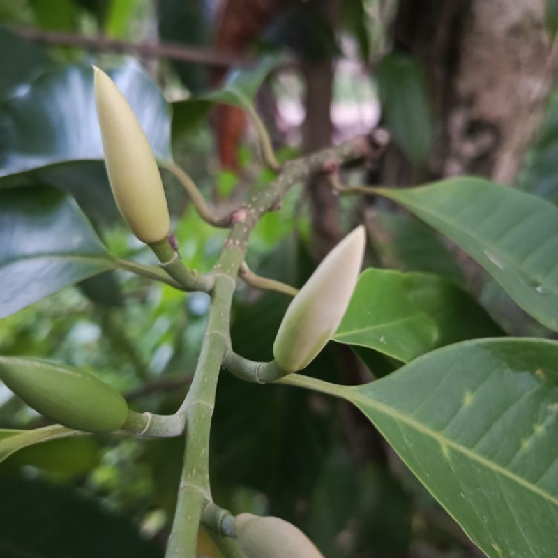 Bunga Cempaka Kantil Putih Segar 5 Biji Kuncup