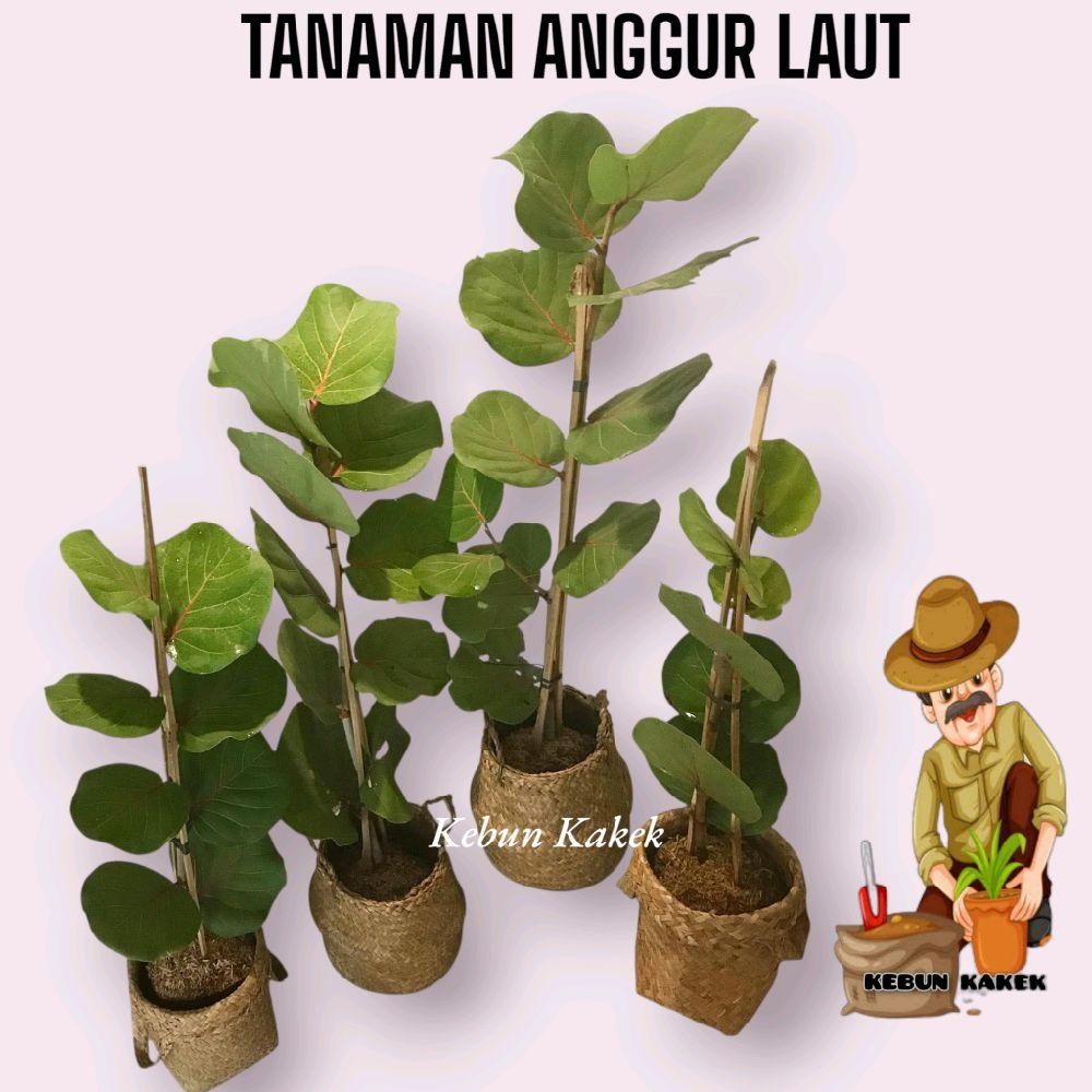 Tanaman Hias Anggur Laut / Tanaman Coccoloba Uvifera / Tanaman Hias Hidup Anggur Laut Bibit