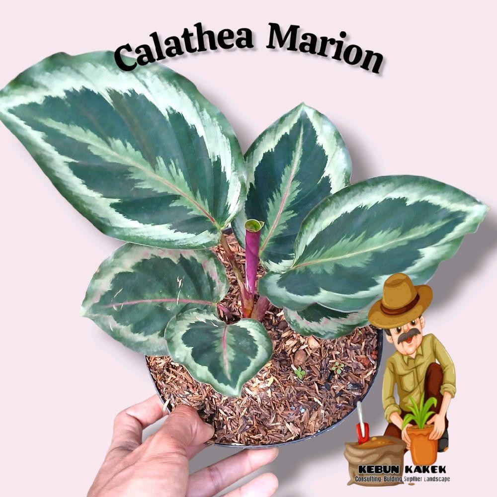 Calathea Marion / Tanaman Hias Calathea Marion / Tanaman Hidup Calathea Bibit