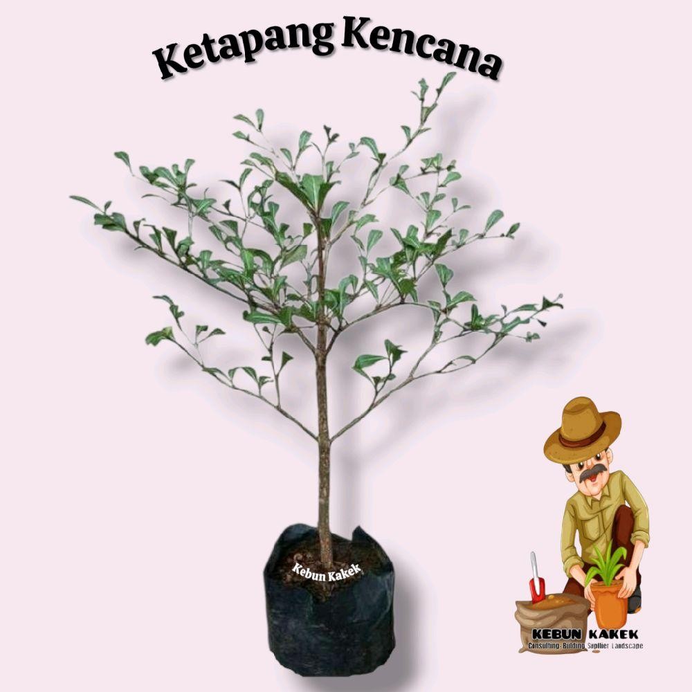 Ketapang Kencana / Tanaman Ketapang Kencana Mini / Ketapang Mini / Ketapang Kencana Mini