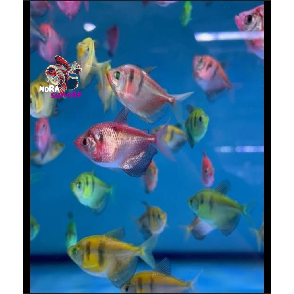 Hiasan Akuarium Tiger Tetra Glofish paket 10ekr