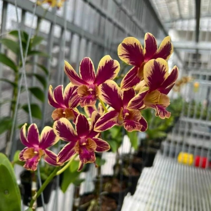 Anggrek Dendrobium Coyote Red Splash - Bunga Anggrek Dendrobium